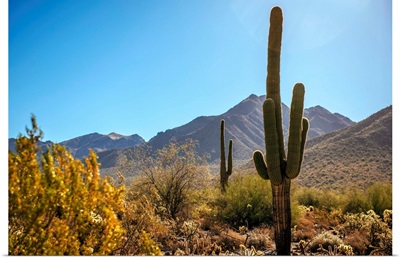 Saguaro Cactus In Phoenix, Arizona