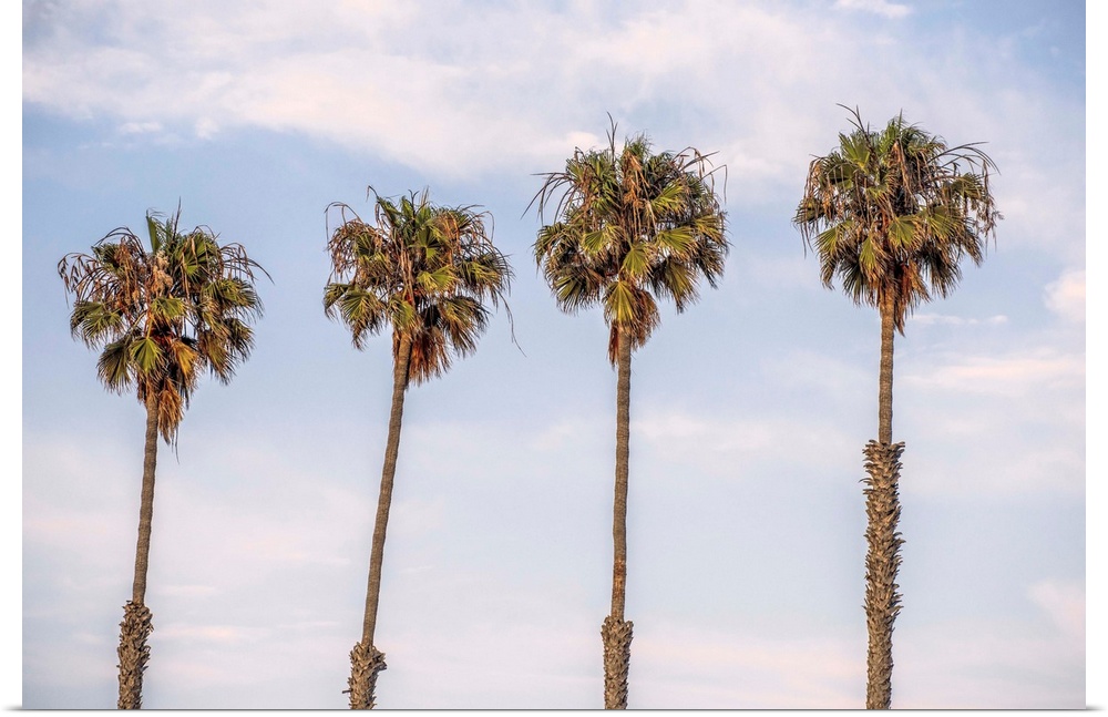 A row of palm trees stand against blue skies in San Diego, California.