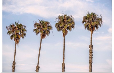 San Diego Palm Trees, California