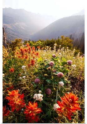Scarlet Paintbrush And Wildflowers, Mount Rainier National Park, Washington