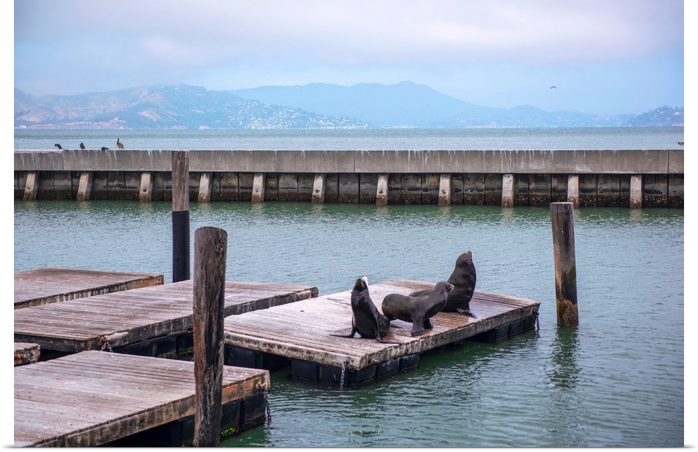 Sea lions have been gathering on Pier 39 in San Francisco since the 1990's. It began shortly after the Loma Prieta earthqu...