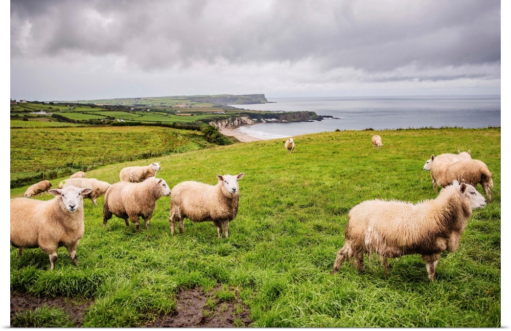 Photograph of sheep in a field on the coast in County Antrim, Northern Ireland.