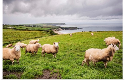 Sheep on the Coast, County Antrim, Northern Ireland, UK