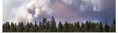 Smoke from the Brian Head fire darkens the sky over a pine forest in Utah