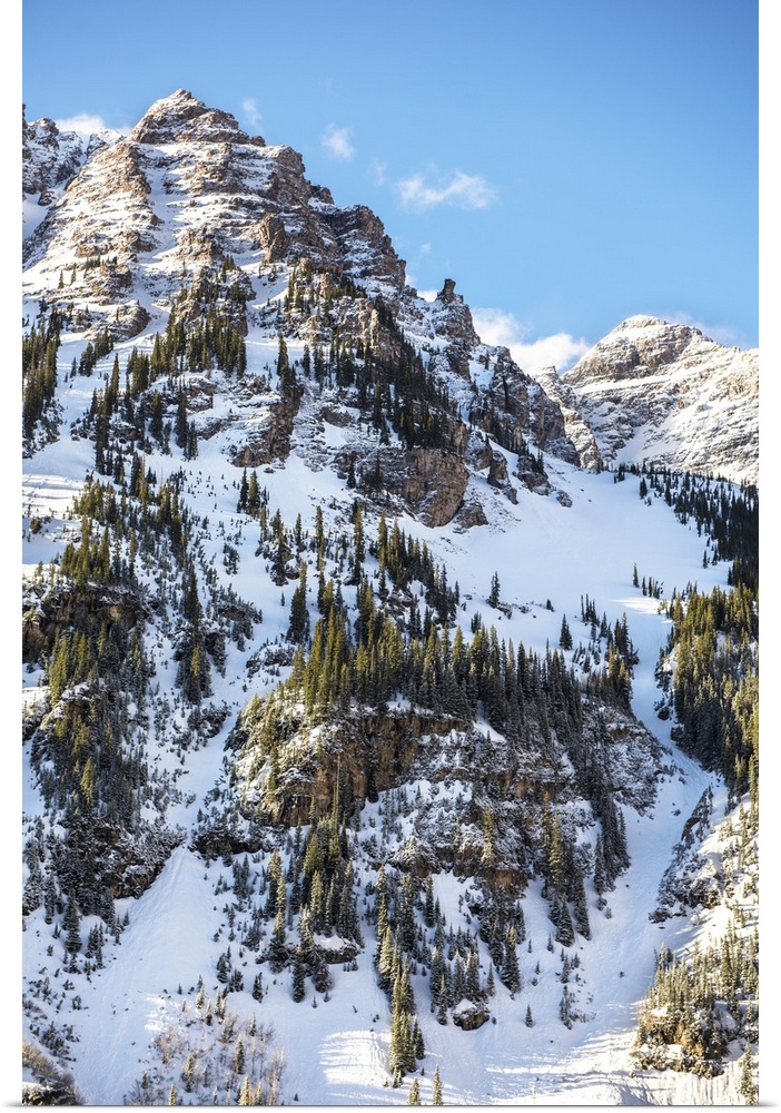 Snow and pine trees on the mountainside under a blue sky, Maroon Bells, Colorado.