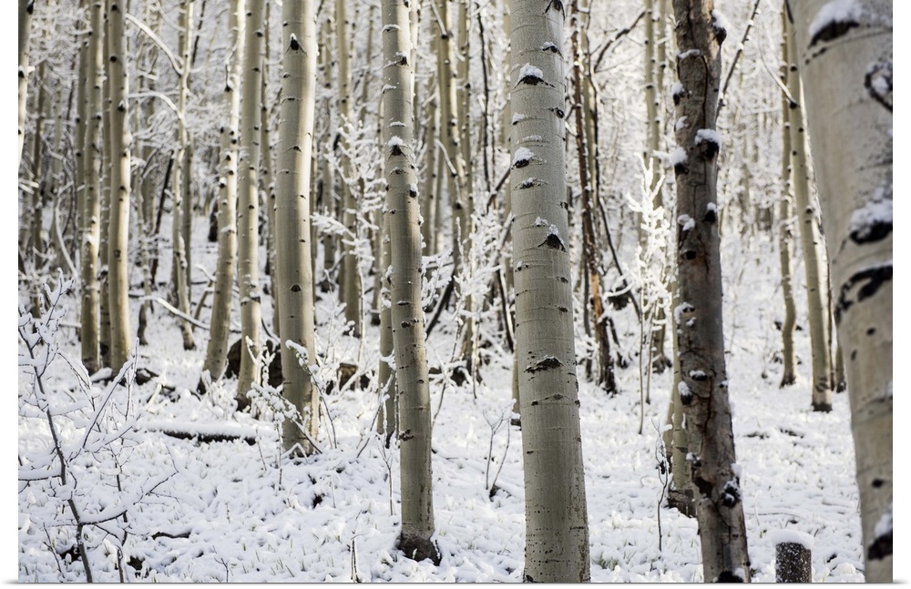 A forest of birch trees with summer snow in Aspen, Colorado.