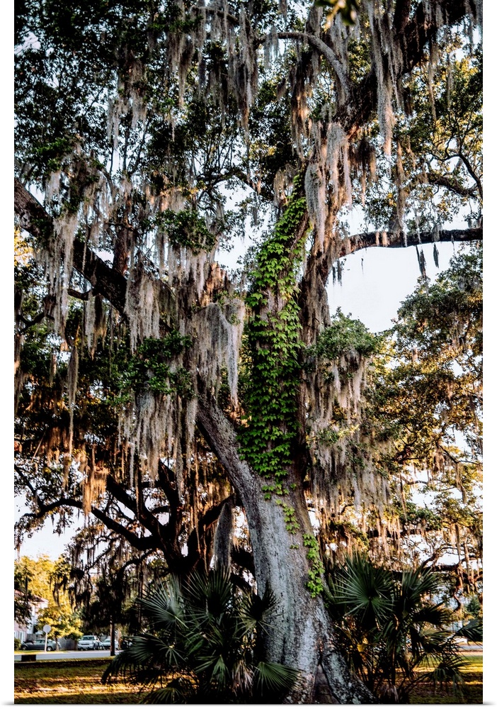 Spanish moss hangs on a tree in New Orleans, Louisiana.