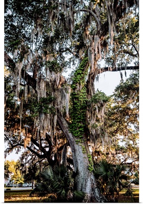Spanish Moss Hangs On A Tree In New Orleans, Louisiana