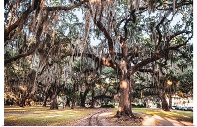 Spanish Moss Hangs On Trees In New Orleans, Louisiana