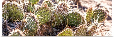 Spiny Prickly Pear Cactus