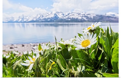 Spring Flowers at the Grand Tetons