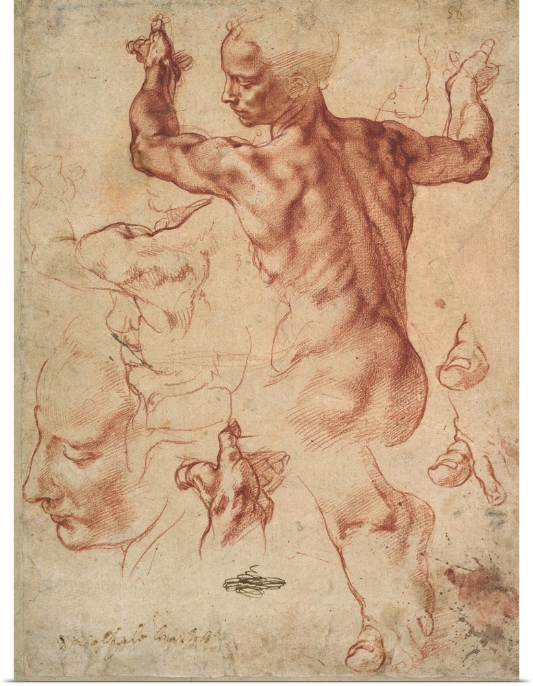 This double-sided sheet of closely observed life studies is the most magnificent drawing by Michelangelo in North-America,...