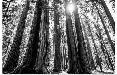 Sunlight Peeking Through Giant Sequoia Groves, California