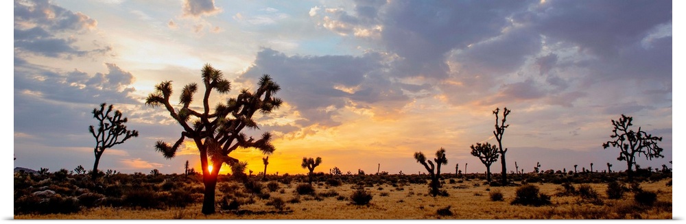 The sun rises over a desert landscape in Joshua Tree National Park, California.