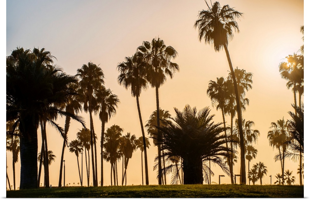 A view of silhouetted palm trees as the sun sets in San Diego, California.