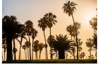 Sunset Palm Trees In San Diego, California