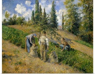 The Harvest, Pontoise (La Recolte, Pontoise)