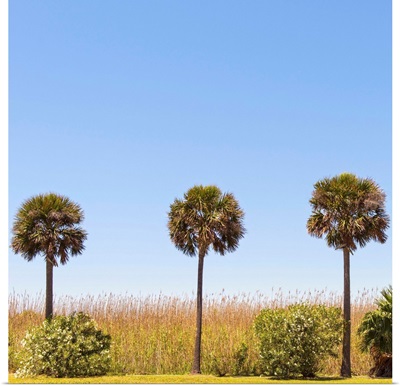 Three Palm Trees, Houston TX