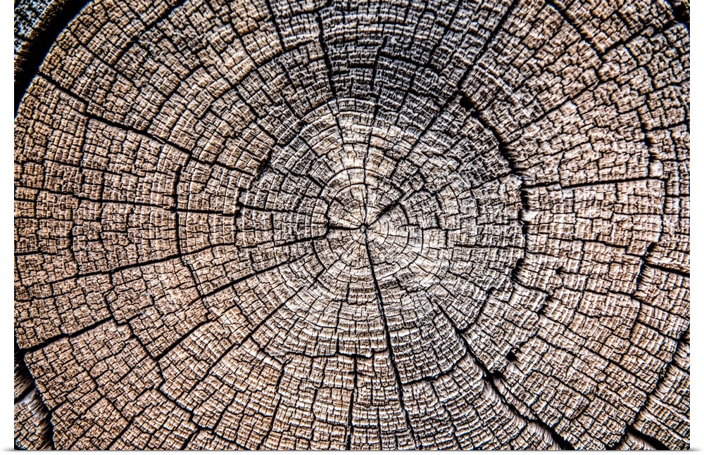 Close-up photo of the rings and texture of a tree stump in Zion National Park, Utah.