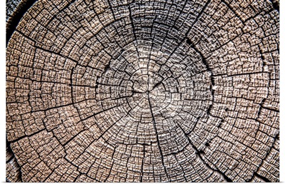Tree Stump, Zion National Park, Utah