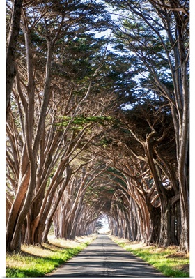 Tunnel Of Monterey Cypress Trees, Point Reyes Peninsula Near San Francisco
