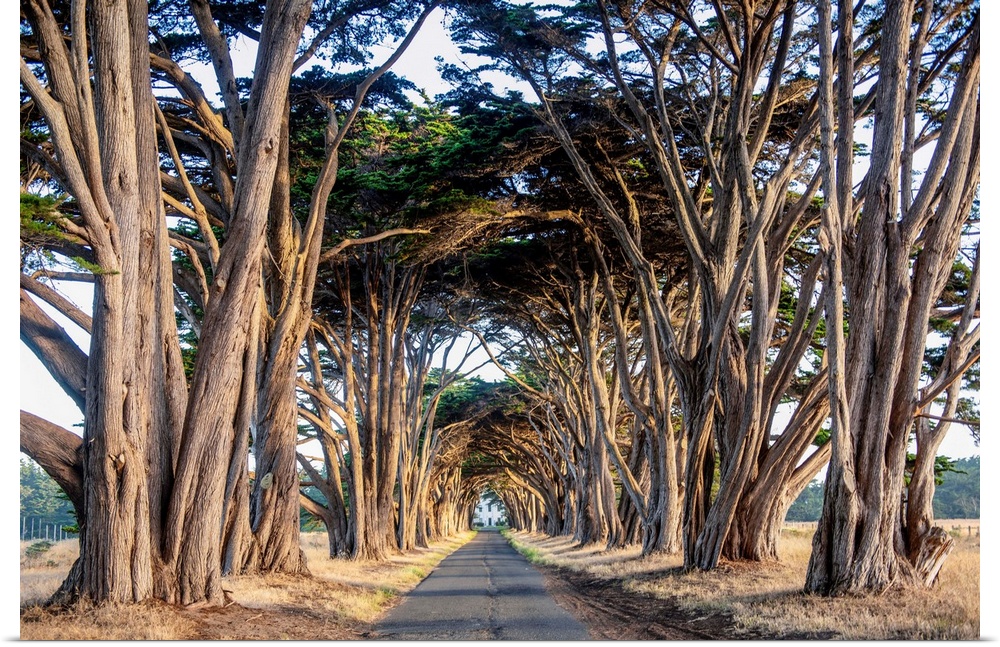 A tunnel of Monterey cypress trees lead to an old building that houses the Point Reyes National Seashore North District Op...