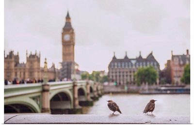 Two Birds on River Thames, Westminster, London, UK