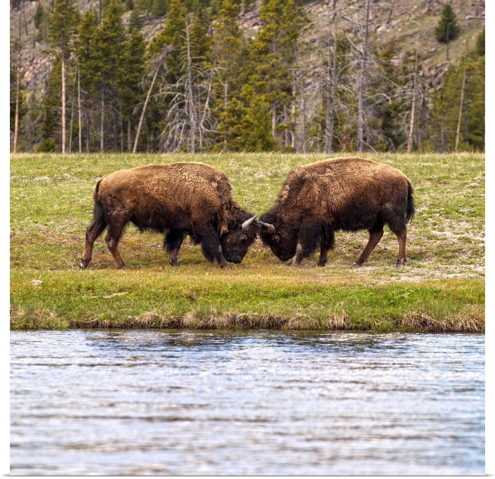 Bison in a meadow at Yelllowstone National Park.