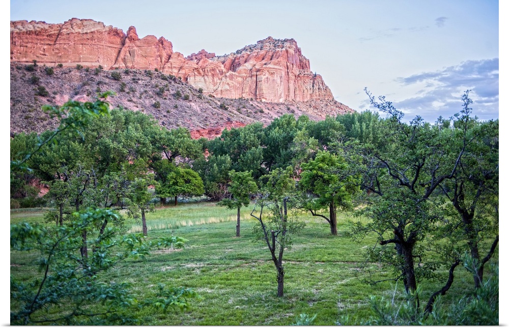 View of Capitol Reef Rock Ridges near Cohab Canyon from Fruita's Orchards in Capitol Reef National Park, Utah.