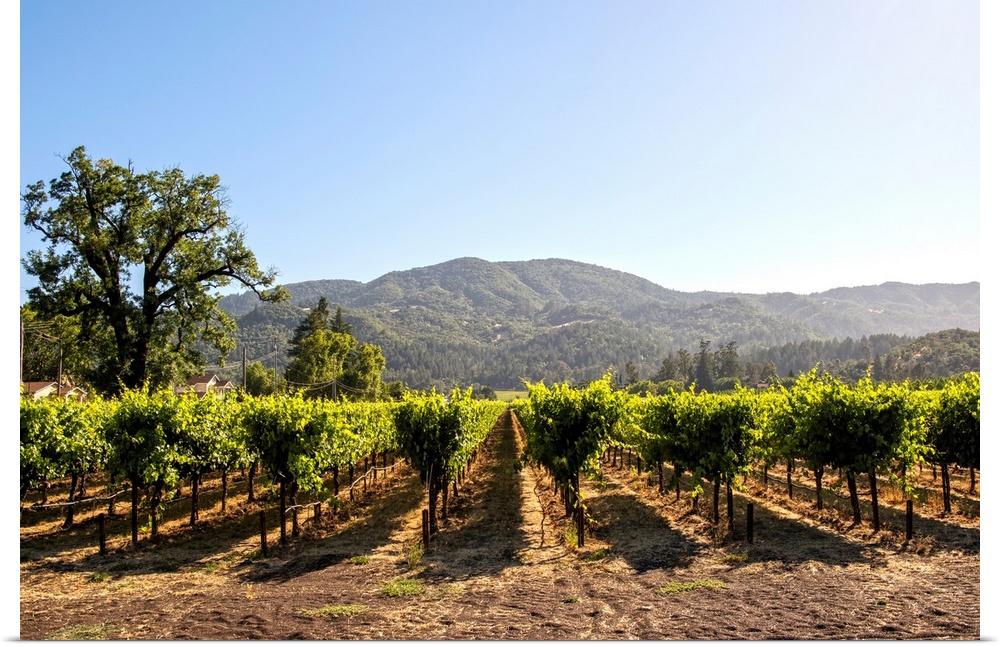 Photograph of rows of grapes at a vineyard in Napa Valley, California, with rolling hills in the background.