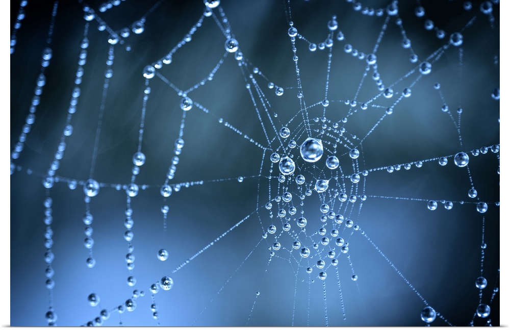 Close up of water droplets on a spider web.
