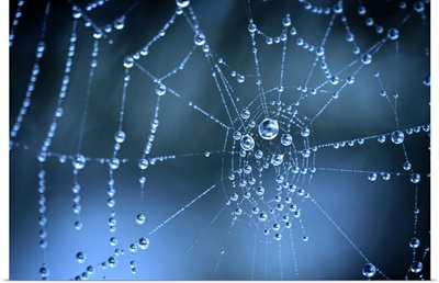 Water on Spider Web