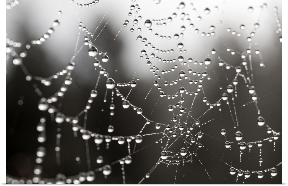 Close up of water droplets on a spider web.