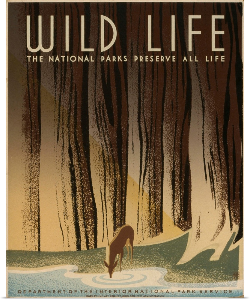 Artwork for National Park Service, showing a deer drinking from a stream in the forest.