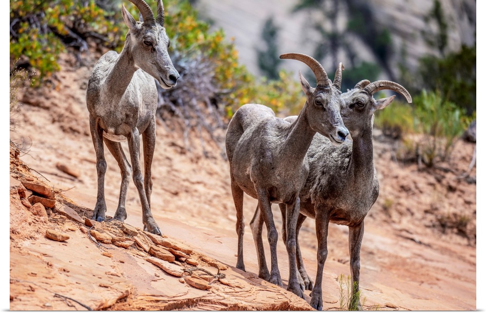 Wild Mountain Goats at Zion National Park in Utah.