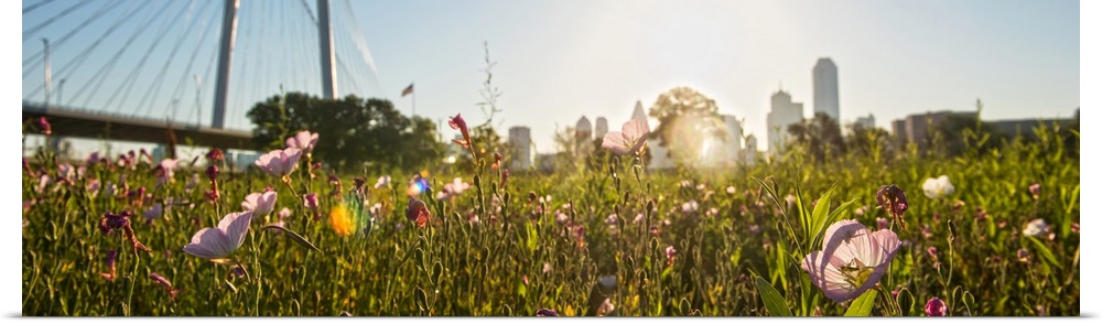 Wildflowers fill the foreground with Margaret Hunt Hill bridge and Dallas city in the background.