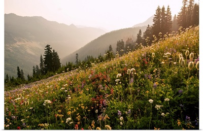 Wildflowers, Mount Rainier National Park, Washington