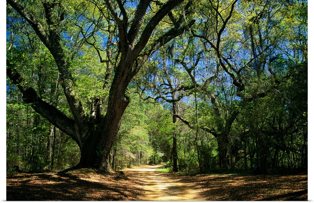 A dirt road through a forest passes a large tree with Spanish moss.