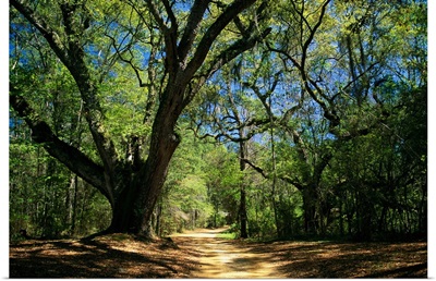 A dirt road through a forest passes a large tree with Spanish moss