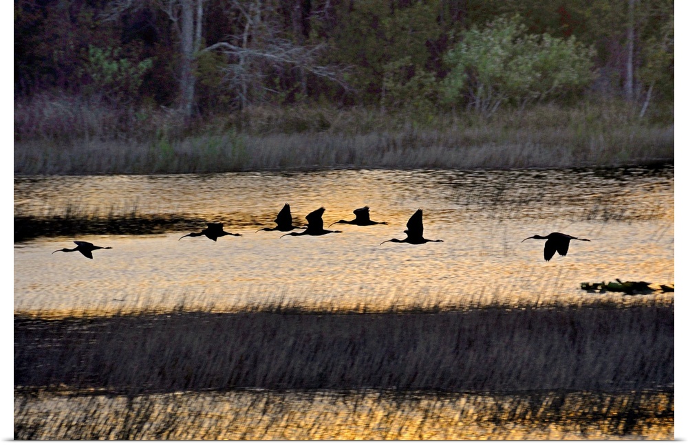 A flock of ibis fly over the sunset colored marsh.