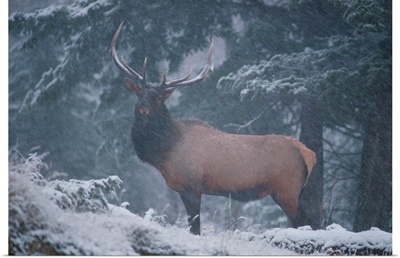 A magnificent bull elk stands amidst a snowfall in the Vermilion Lakes area, Banff National Park, Alberta, Canada