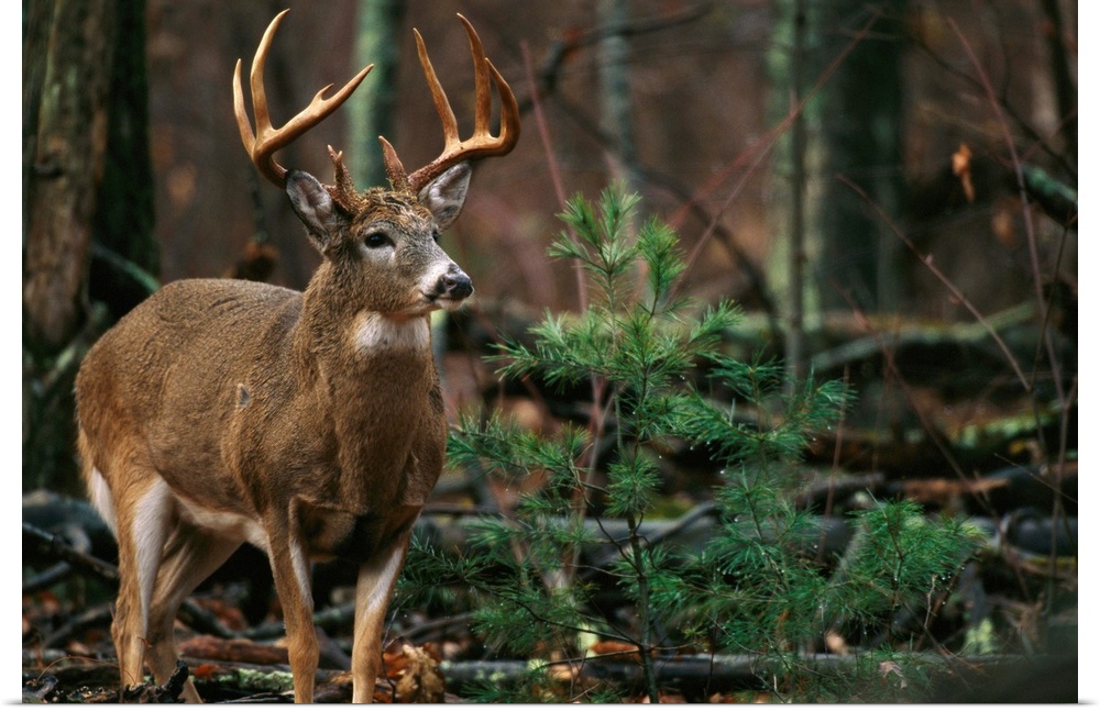 National Geographic photograph of a large antlered deer in the forest.