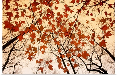 A skyward view of the bare branches and autumn leaves of red maples, Georgia