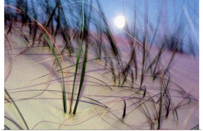 A view of a full moon rising above a sand dune on Cumberland Island