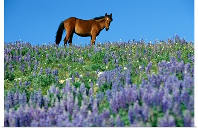 A view of a wild horse in a field of wildflowers in the Pryor Mountains, Montana