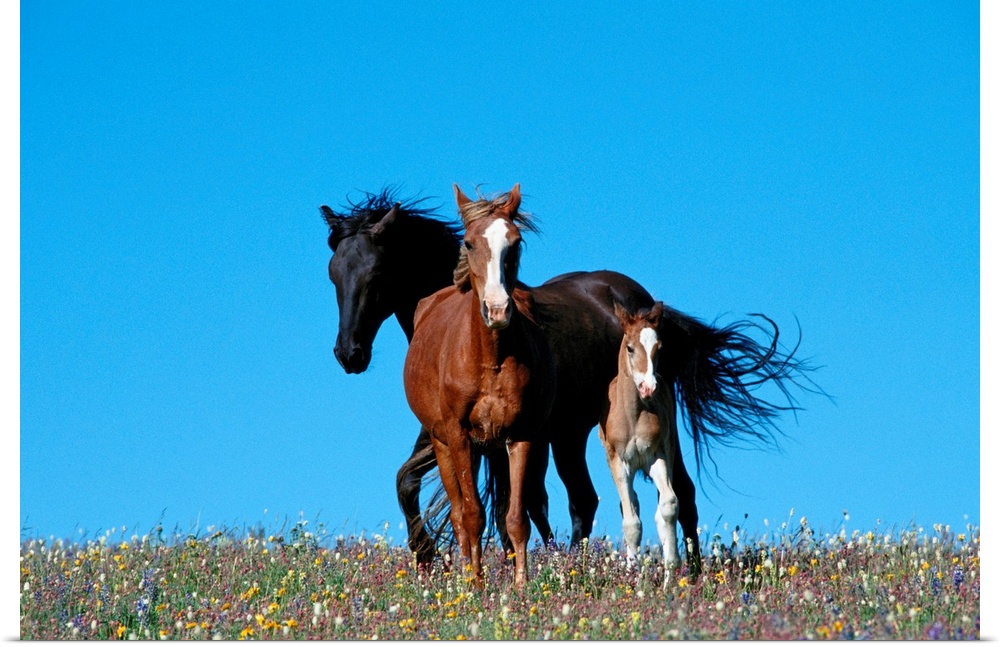 A view of wild horses in a field of wildflowers in the Pryor Mountains.