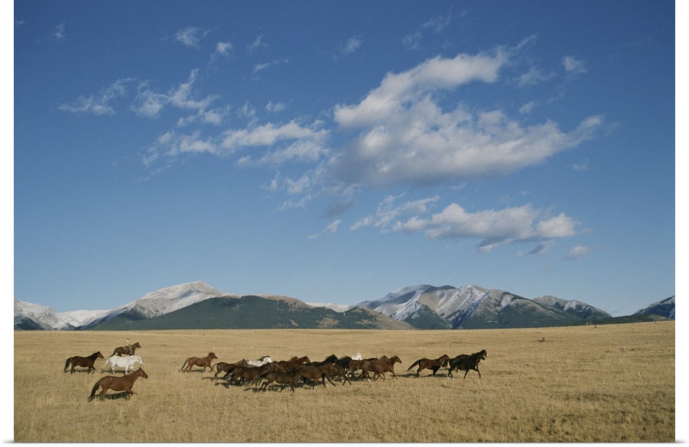 Mares running over the prairie with the Rocky Mountains in background.