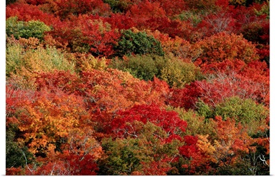 An aerial view of an autumnal forest