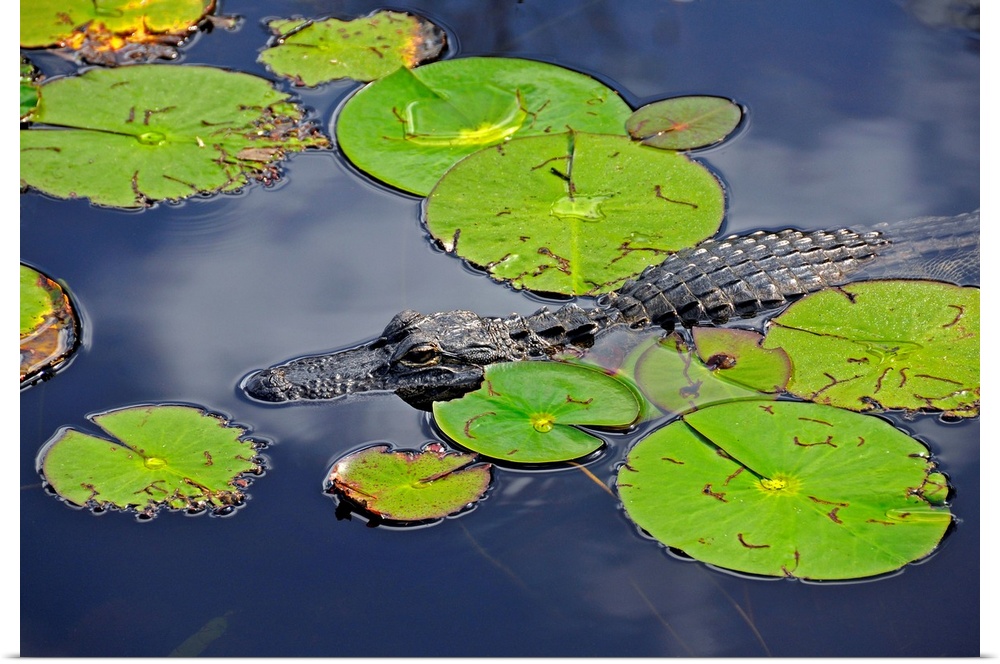 An alligator floats in the afternoon sun amongst lily pads.