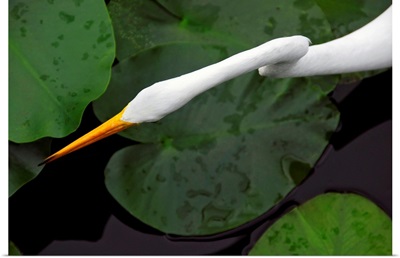 An orange-beaked great white egret hunting among wetland lily pads